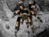 Brachypelma smithi tarantula