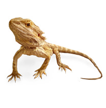 Bearded Dragon Care Sheet - Pogona vitticeps Care Sheet