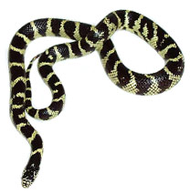 King Snake Care Sheets