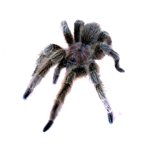 Chilean Rose Care Sheet - Grammostola rosea Care Sheet