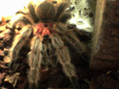 Chilean Rose Tarantula