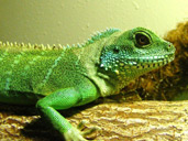 Chinese Water Dragon