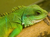 Chinese Water Dragon