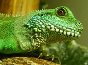 Chinese Water Dragon