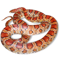 Corn Snake Care Sheets