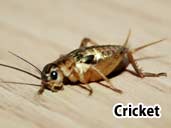 Cricket - a suitable prey item for most amphibians