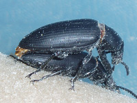 Darking Beetles Mating