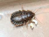 Dubia Roach - Blaptica dubia