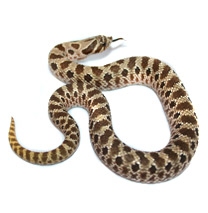 Honose Snake Care Sheets - Heteroden Care