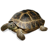 Horsefields tortoise Care Sheet - Testudo Horsefieldii Care Sheet