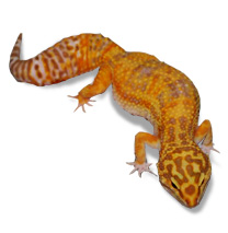 Leopard Gecko Care Sheet - Eublepharis macularius Care Sheet