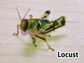 Locust - suitable prey item for a Chinese Water Dragon