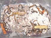 Mealworm Colony