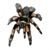 Mexican Red Knee Care Sheet - Brachypelma Smithi Care Sheet