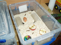 Morio worms setup