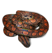 Rainbow Boa Care Sheets