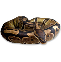 Royal Python Care Sheet - Python Regius Care Sheet