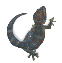 Tokay Gecko Care Sheet - Gekko Gecko Care Sheet