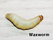 Wax-worms Suitable Prey Item for a Tokay Gecko