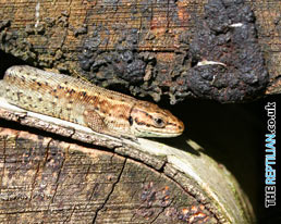 Common Lizard Desktop Wallpaper Download