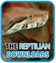 The Reptilian Downloads - Click here to go to the downloads section - desktop Wallpaper to download!