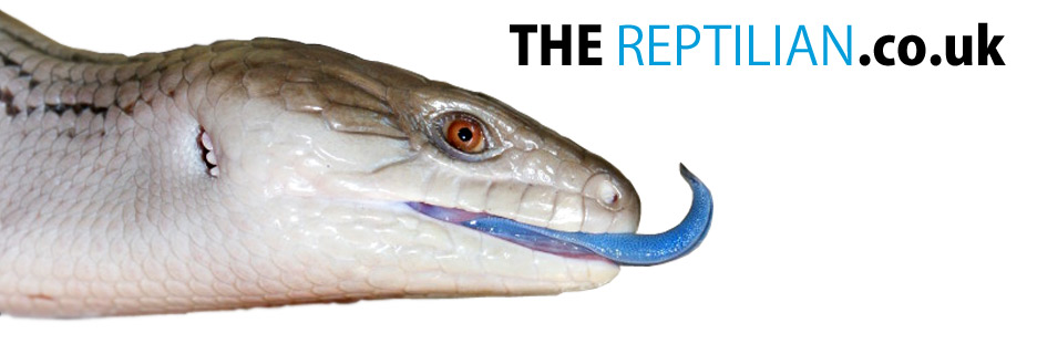 TheReptilian.co.uk - Reptile facts, care sheets, information and reptile forums