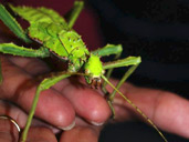 jungle nymph heteropteryx dilatata