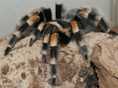 Mexican Red Knee Tarantula