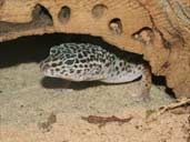 Normal Leopard Gecko hiding