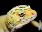 Leopard Gecko's head up close