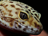 Leopard Gecko Haed Markings