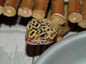 Leopard Gecko hiding under log hide