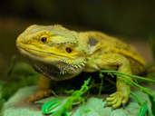 Bearded Dragon Basking