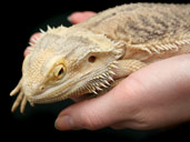 Bearded Dragon Being Handled