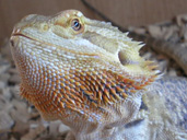 Bearded Dragon Head