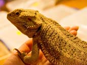 Bearded Dragon - Pogona vitticeps