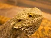 Bearded Dragon - Pogona vitticeps