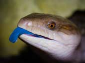 Blue Tongue Skink