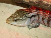 Blue Tongued Skink - tiliqua scincoides