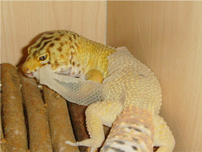 Leopard Gecko Sloughing Old Skin
