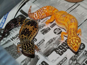 Pair of Leopard Geckos