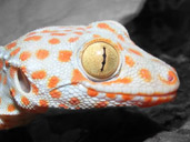 Tokay Gecko Eye Close up