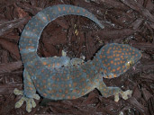 Tokay Gecko on Coco Bark Substrate