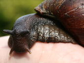 Giant African Land Snail