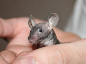 Hairless Mouse