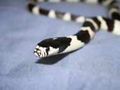 Califorina King Snake - Lampropeltis getula californiae 