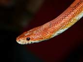 Corn Cross Rat Snake