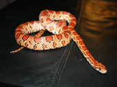 Corn Snake Elaphe guttata guttata