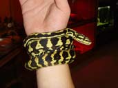 Jungle Carpet Python